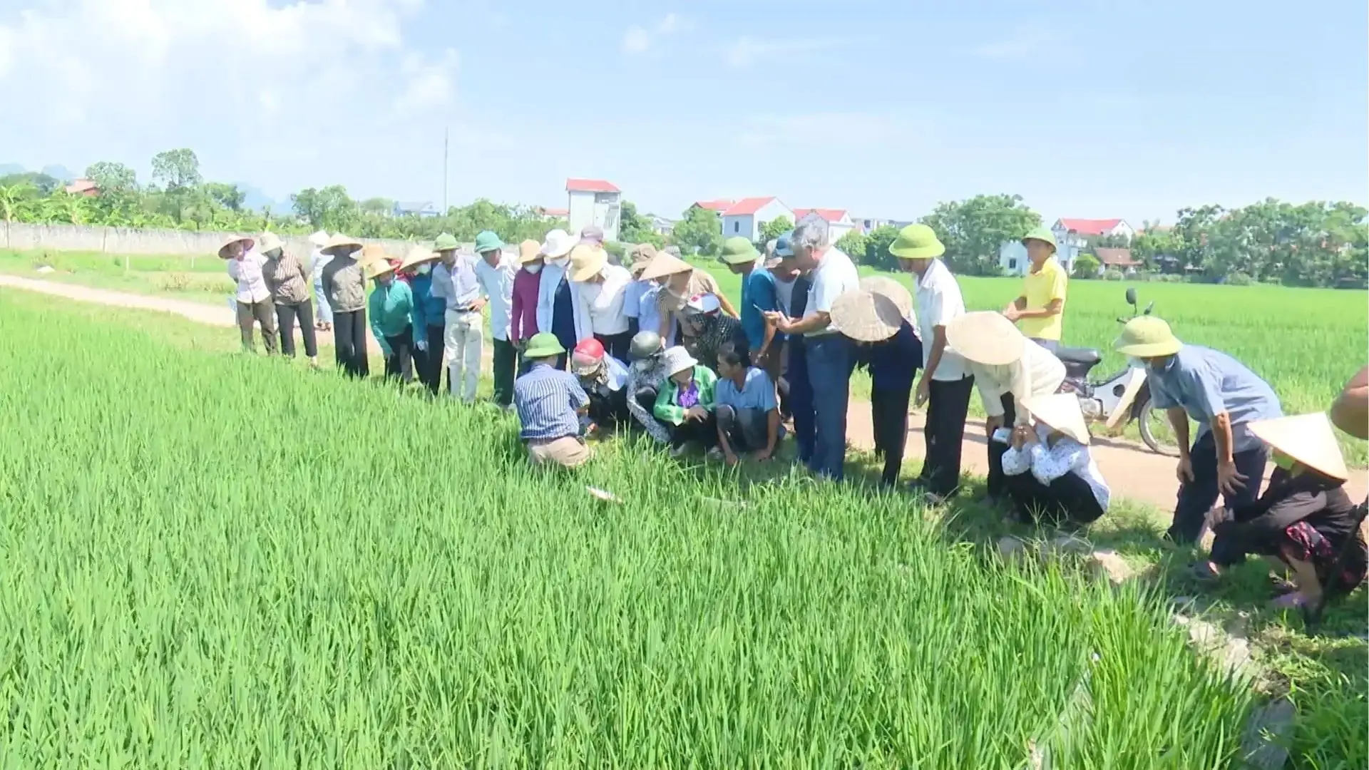  Kiểm soát dịch bệnh trên cây trồng | Chuyện ở ngoại thành | 08/11/2025